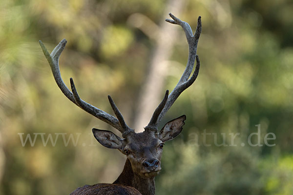 Rotwild (Cervus elaphus)