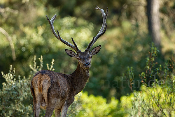 Rotwild (Cervus elaphus)