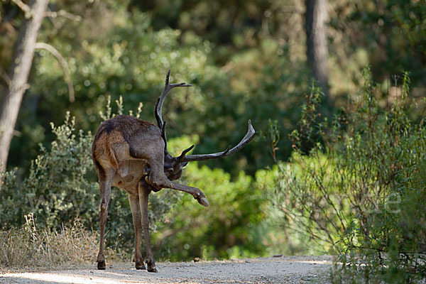 Rotwild (Cervus elaphus)