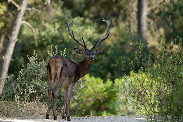 Rotwild (Cervus elaphus)