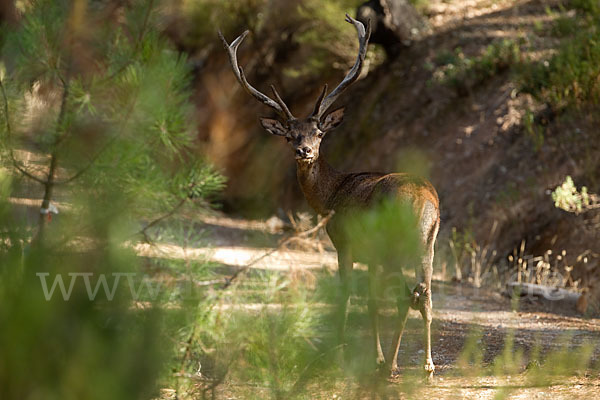 Rotwild (Cervus elaphus)