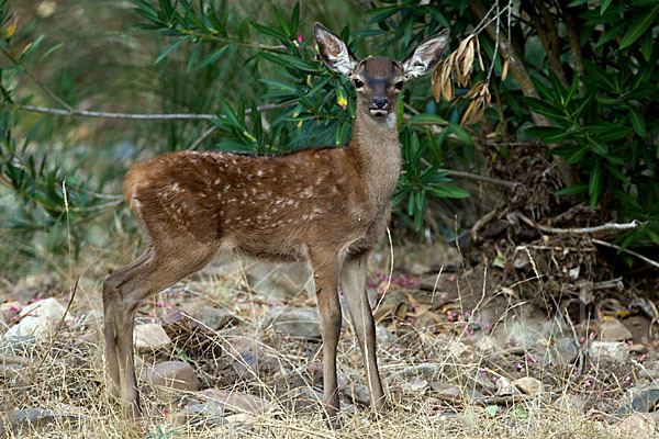 Rotwild (Cervus elaphus)