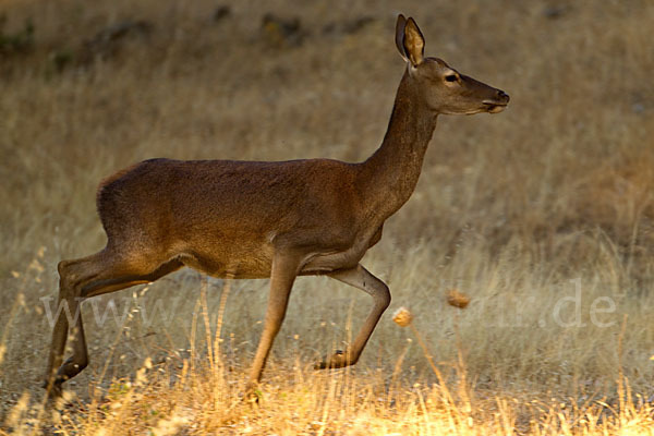 Rotwild (Cervus elaphus)