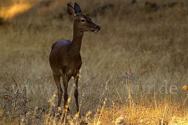 Rotwild (Cervus elaphus)