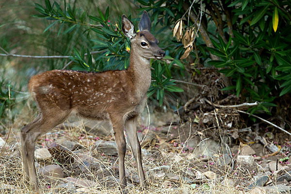 Rotwild (Cervus elaphus)