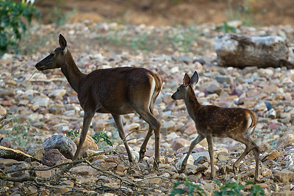 Rotwild (Cervus elaphus)