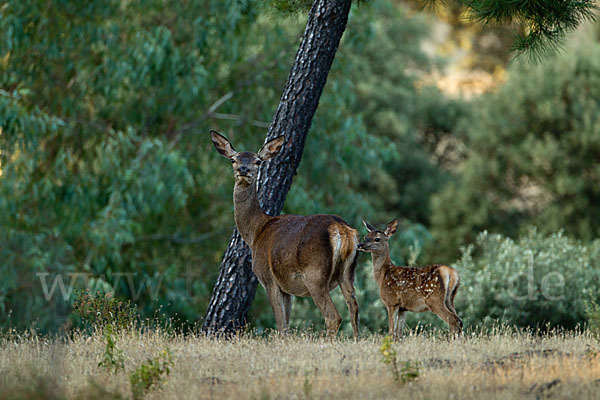 Rotwild (Cervus elaphus)