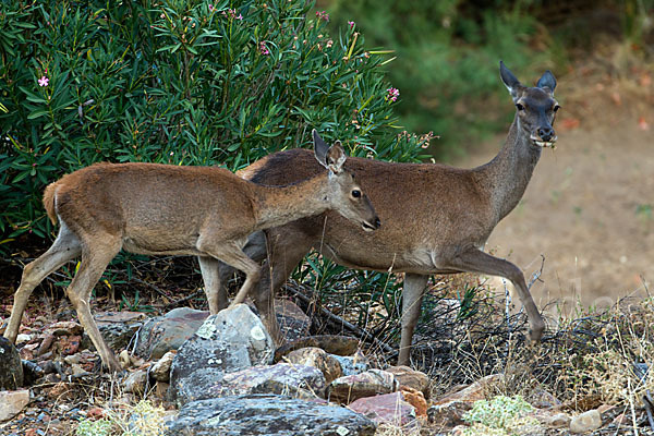 Rotwild (Cervus elaphus)