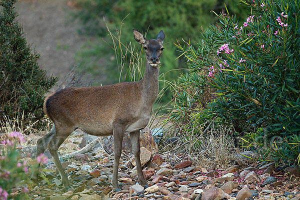 Rotwild (Cervus elaphus)