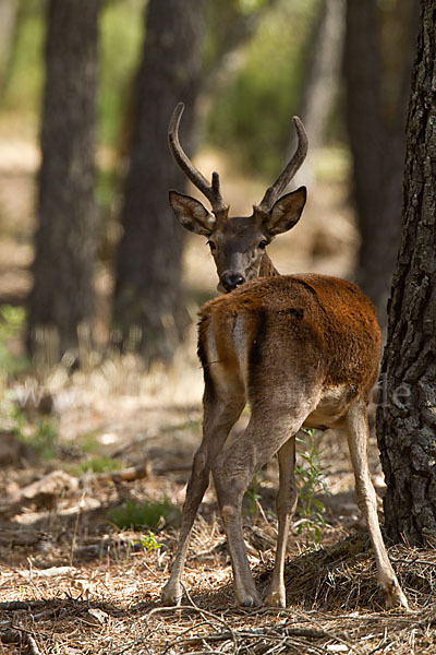 Rotwild (Cervus elaphus)