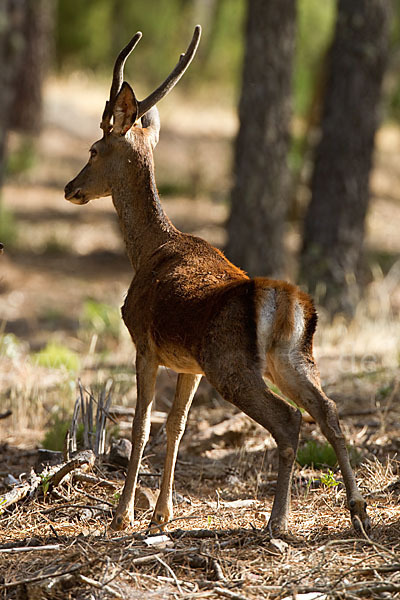 Rotwild (Cervus elaphus)