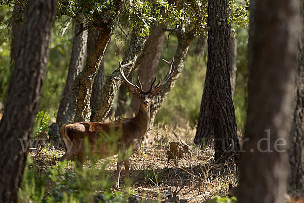 Rotwild (Cervus elaphus)