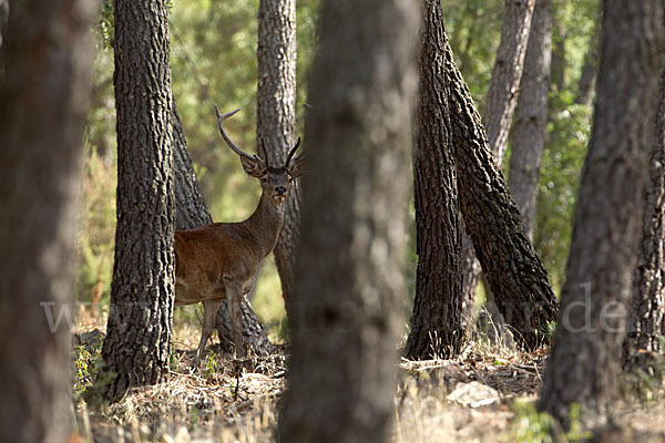 Rotwild (Cervus elaphus)