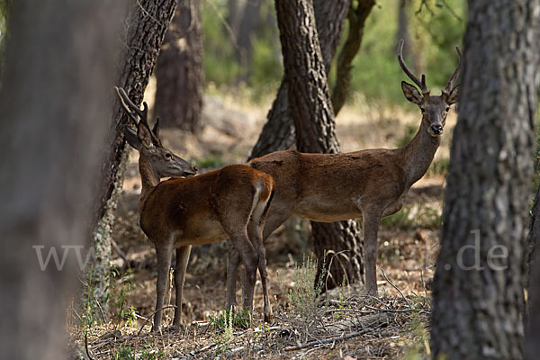 Rotwild (Cervus elaphus)