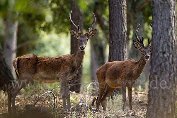 Rotwild (Cervus elaphus)