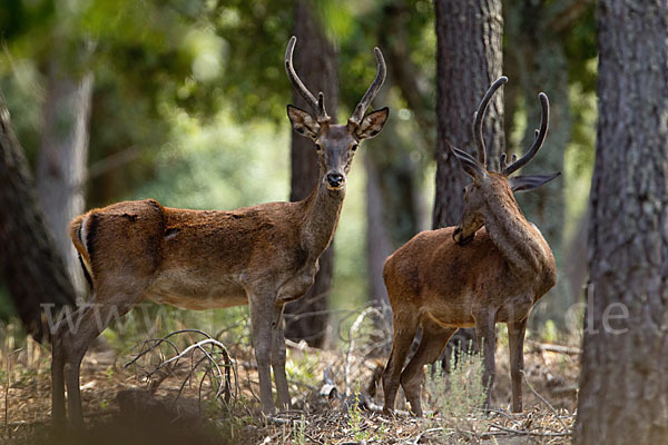 Rotwild (Cervus elaphus)