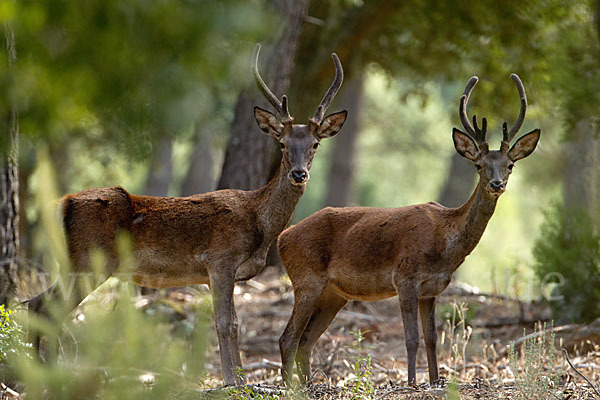 Rotwild (Cervus elaphus)