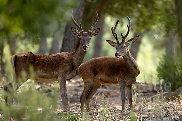 Rotwild (Cervus elaphus)