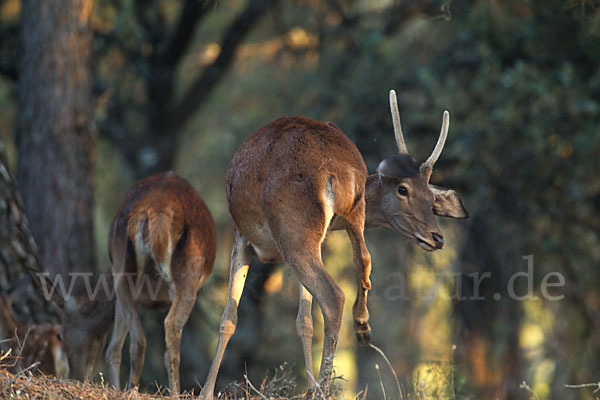 Rotwild (Cervus elaphus)