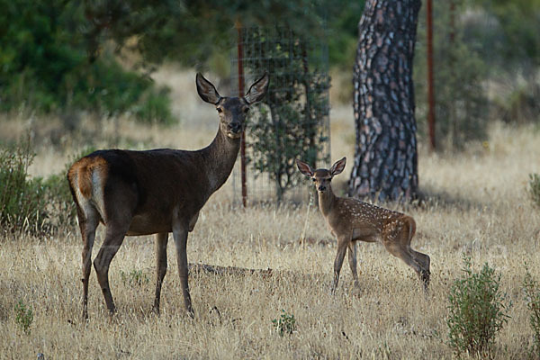 Rotwild (Cervus elaphus)