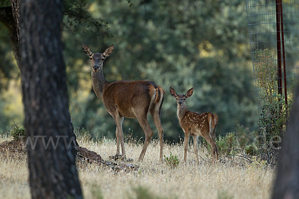 Rotwild (Cervus elaphus)