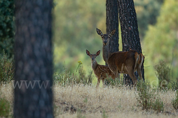 Rotwild (Cervus elaphus)