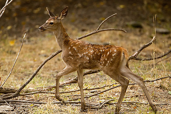 Rotwild (Cervus elaphus)