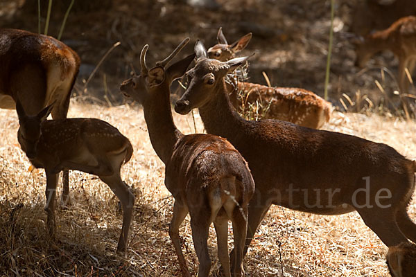 Rotwild (Cervus elaphus)