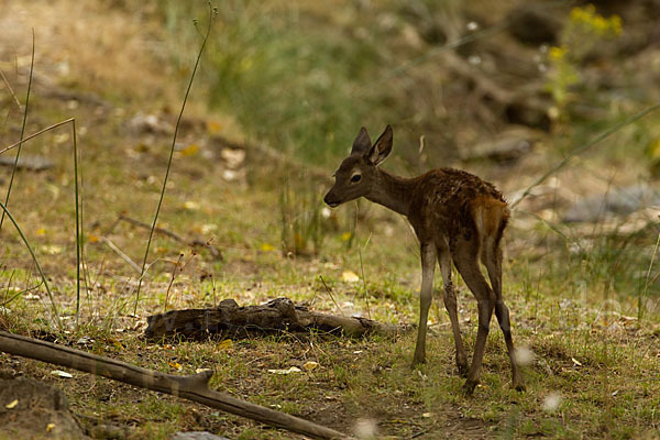 Rotwild (Cervus elaphus)