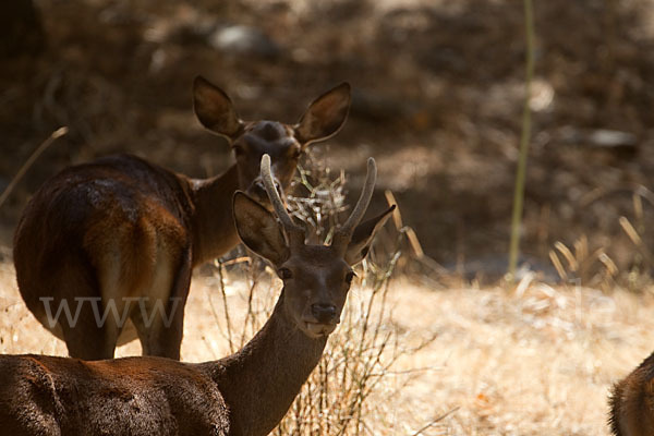 Rotwild (Cervus elaphus)