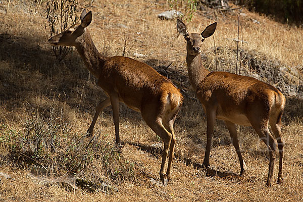 Rotwild (Cervus elaphus)