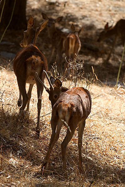 Rotwild (Cervus elaphus)