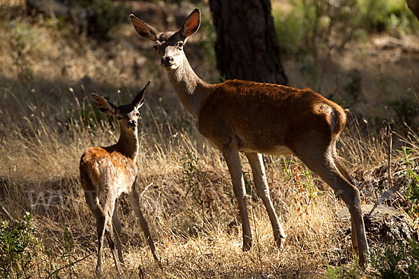 Rotwild (Cervus elaphus)