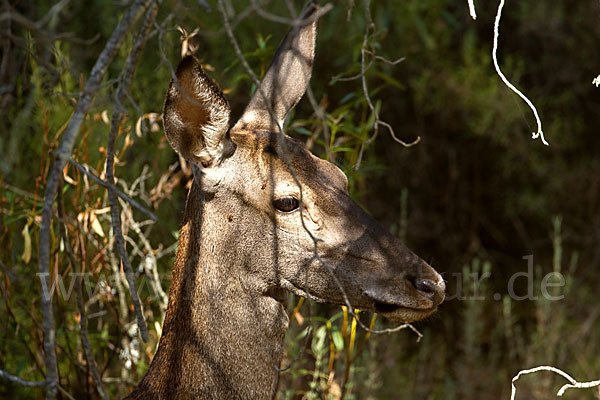 Rotwild (Cervus elaphus)