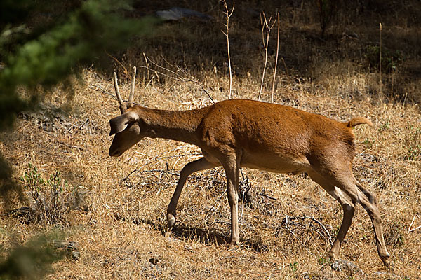 Rotwild (Cervus elaphus)