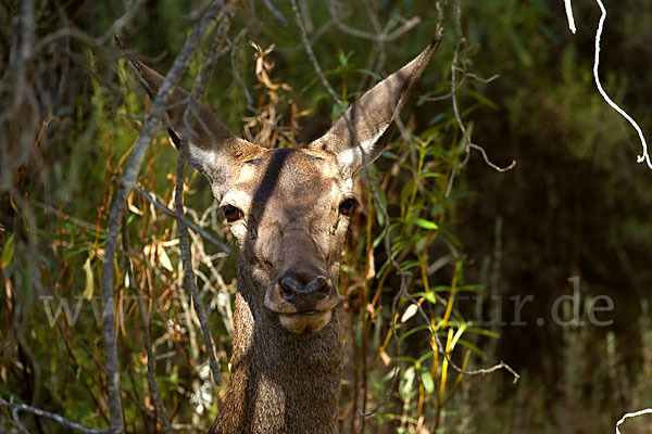 Rotwild (Cervus elaphus)