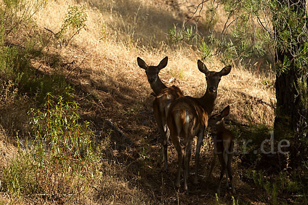 Rotwild (Cervus elaphus)