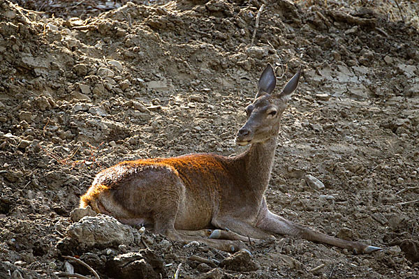 Rotwild (Cervus elaphus)