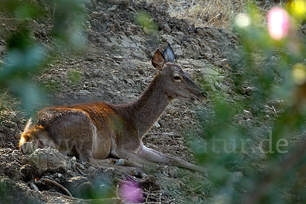 Rotwild (Cervus elaphus)