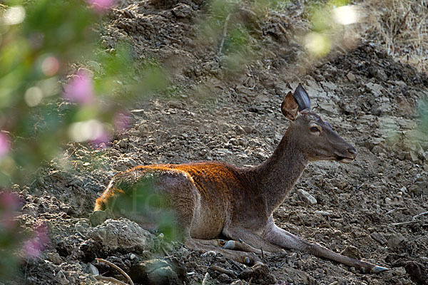 Rotwild (Cervus elaphus)