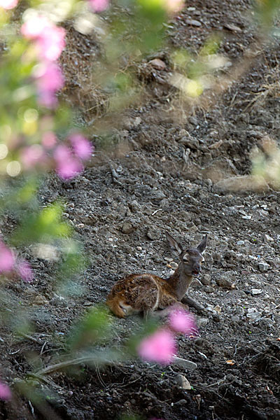 Rotwild (Cervus elaphus)