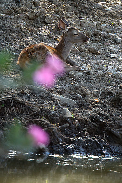 Rotwild (Cervus elaphus)