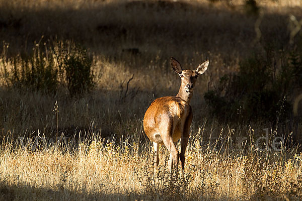 Rotwild (Cervus elaphus)