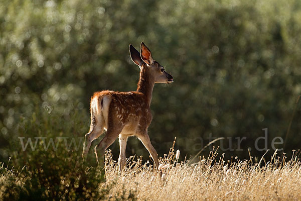 Rotwild (Cervus elaphus)