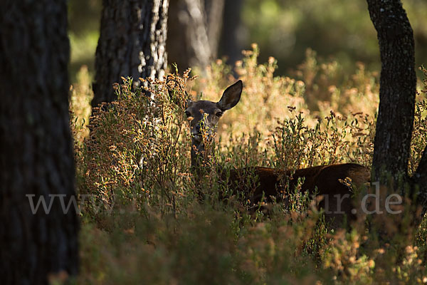 Rotwild (Cervus elaphus)