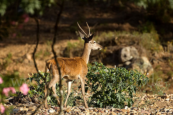 Rotwild (Cervus elaphus)