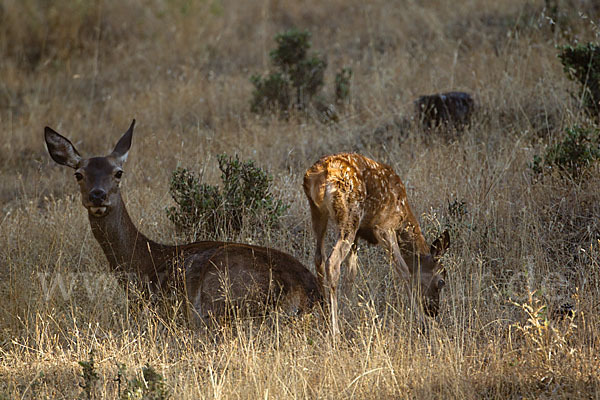 Rotwild (Cervus elaphus)