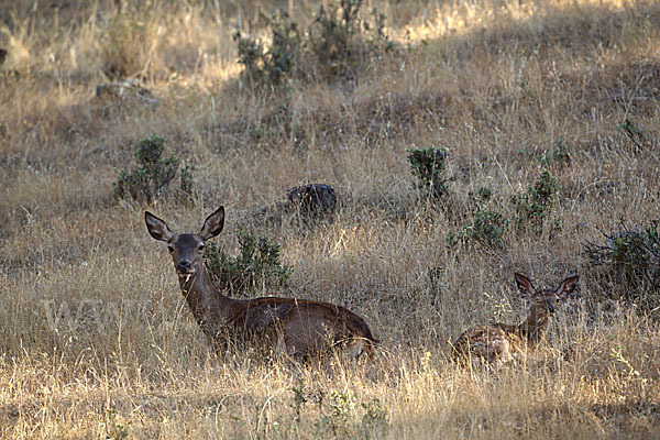 Rotwild (Cervus elaphus)