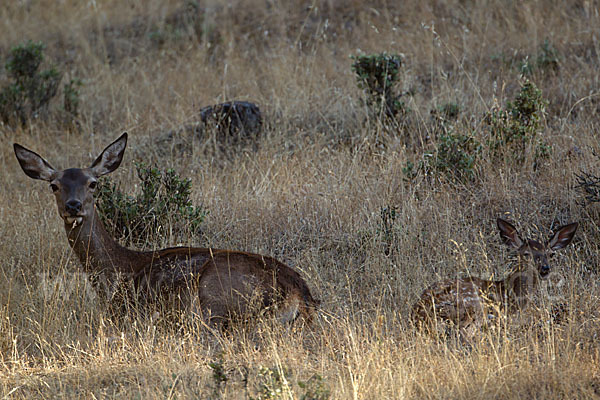 Rotwild (Cervus elaphus)