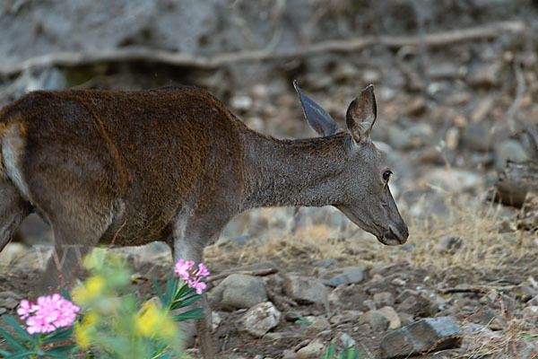 Rotwild (Cervus elaphus)